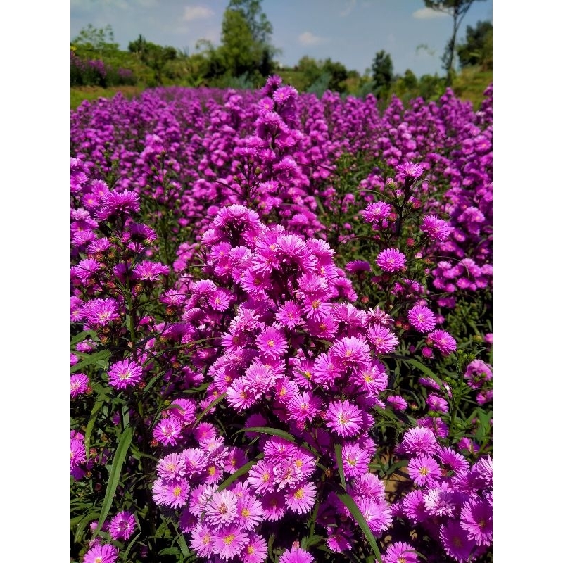 bunga pikok segar buat dekorasi