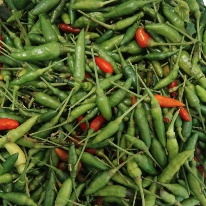 

Cabe Rawit Cuko