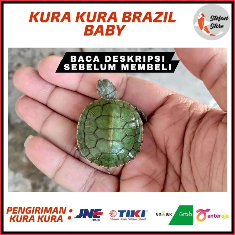 RK KURA KURA BRAZIL BABY TURTLE