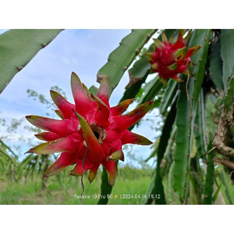 

buah naga merah
