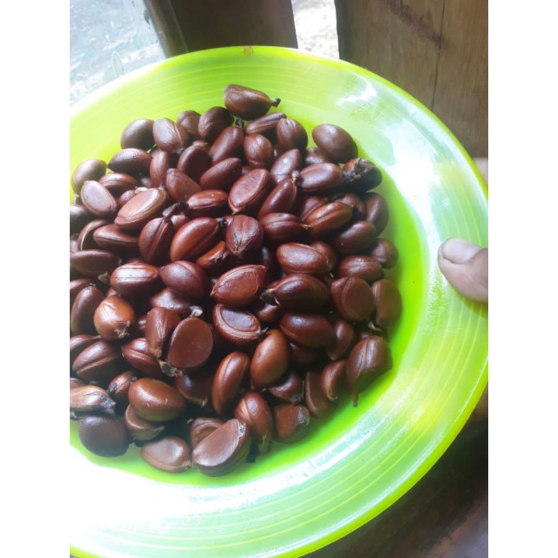 biji Black Sapote 1 paket
