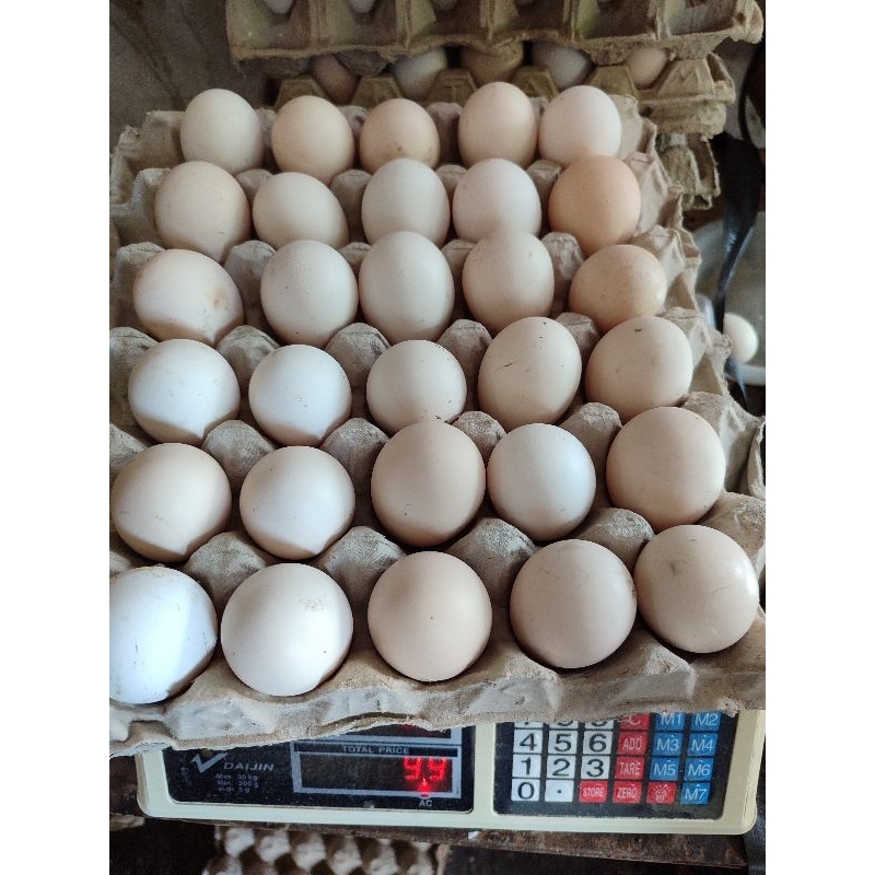 

Telur Ayam Kampung Asli