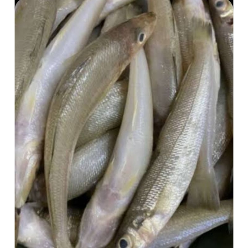 

IKAN KACA PIRING 500G 1KG / JAMIN SEGAR