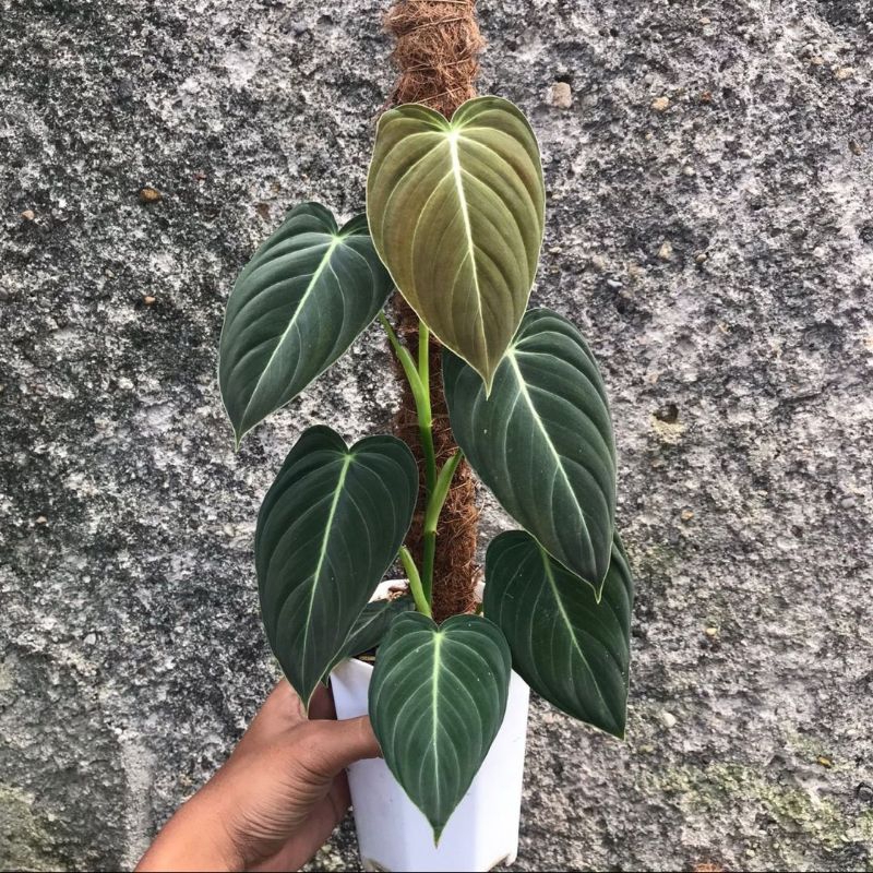 {BISA COD} tanaman hias philodendron melanocrysum narrow philo melano