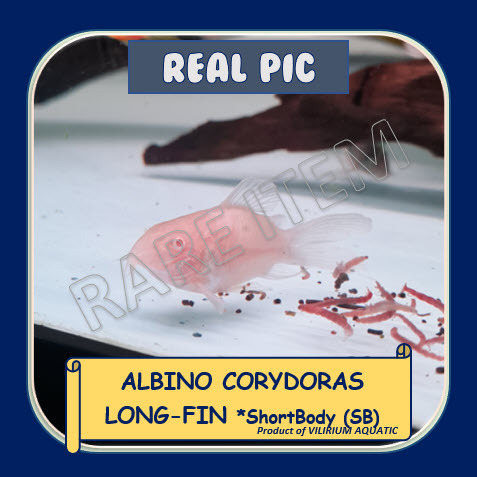 IKAN HIAS AIR TAWAR - CORYDORAS ALBINO SHORT BODY SLAYER