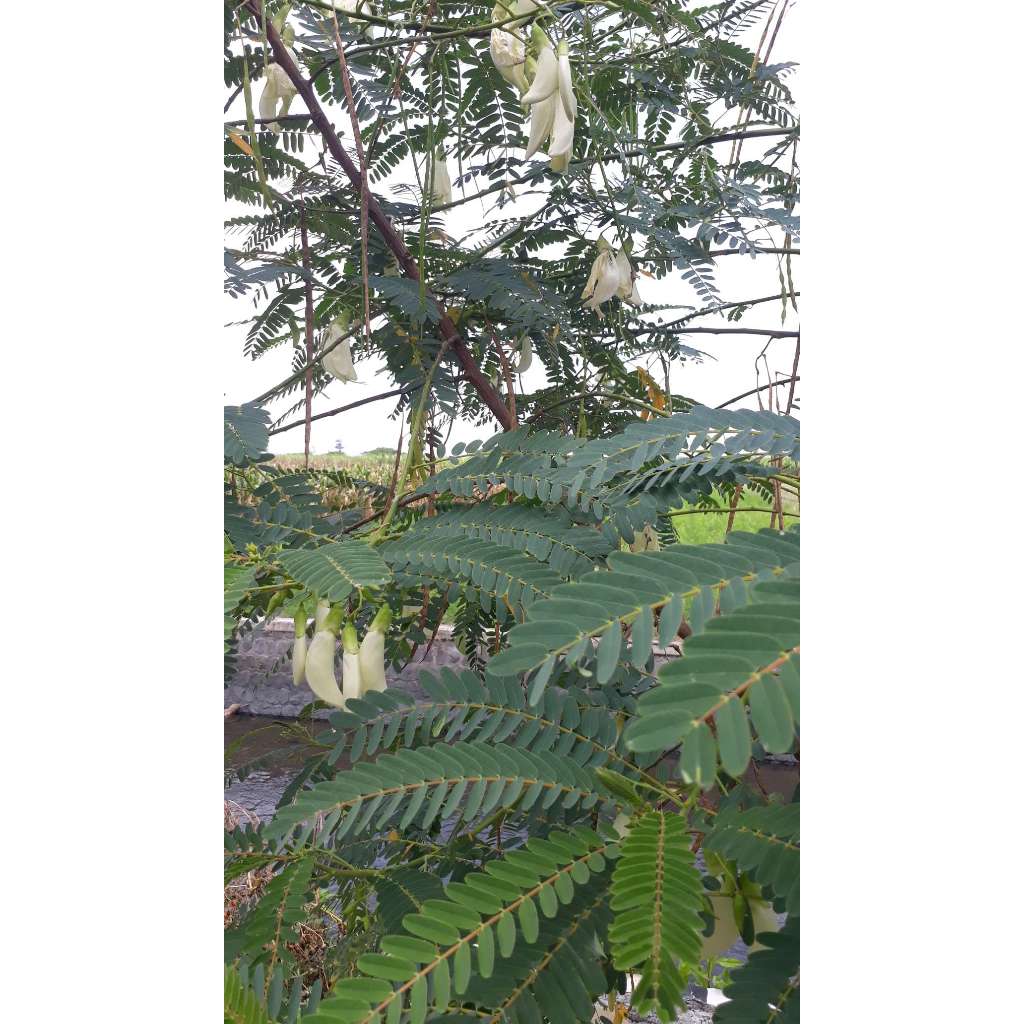 paket 4 bibit kembang turi putih/merah.gratis 1