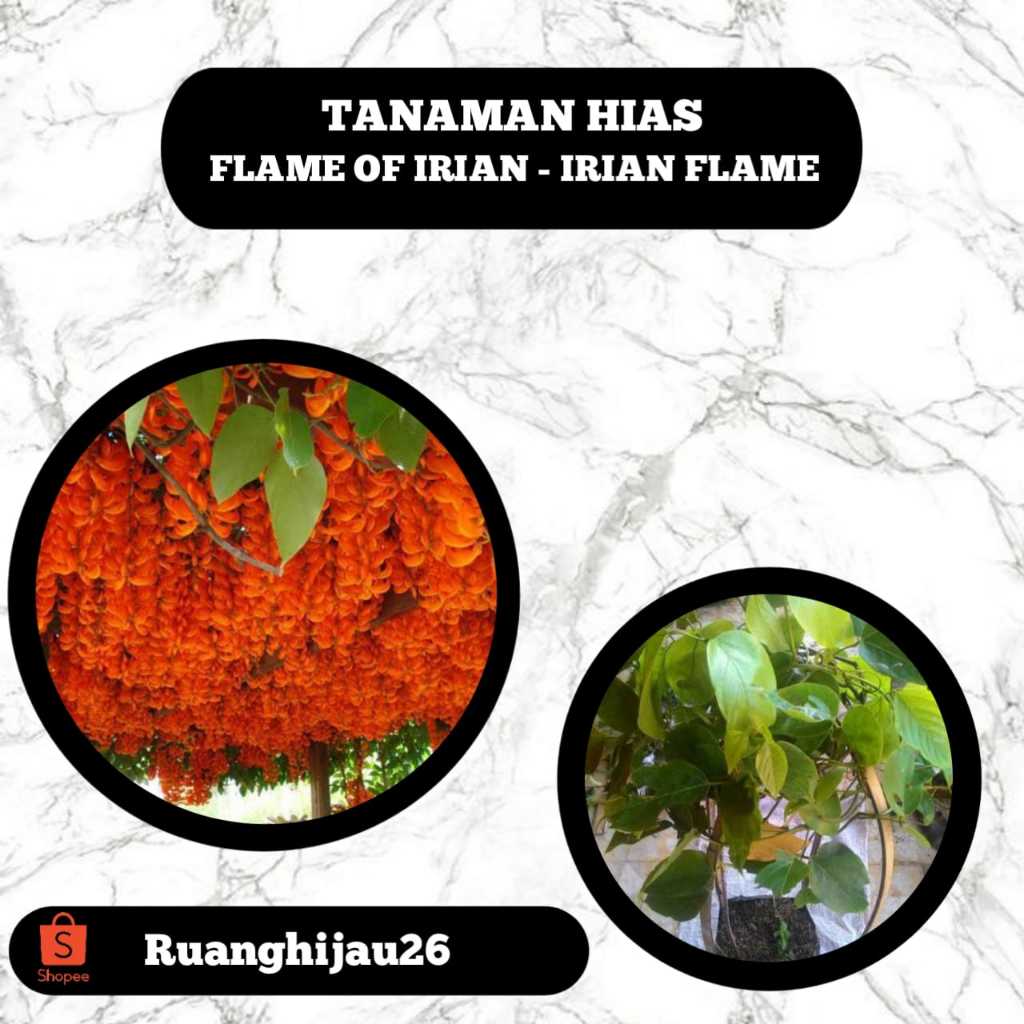 Tanaman Hias Merambat Flame of Irian / Irian Flame