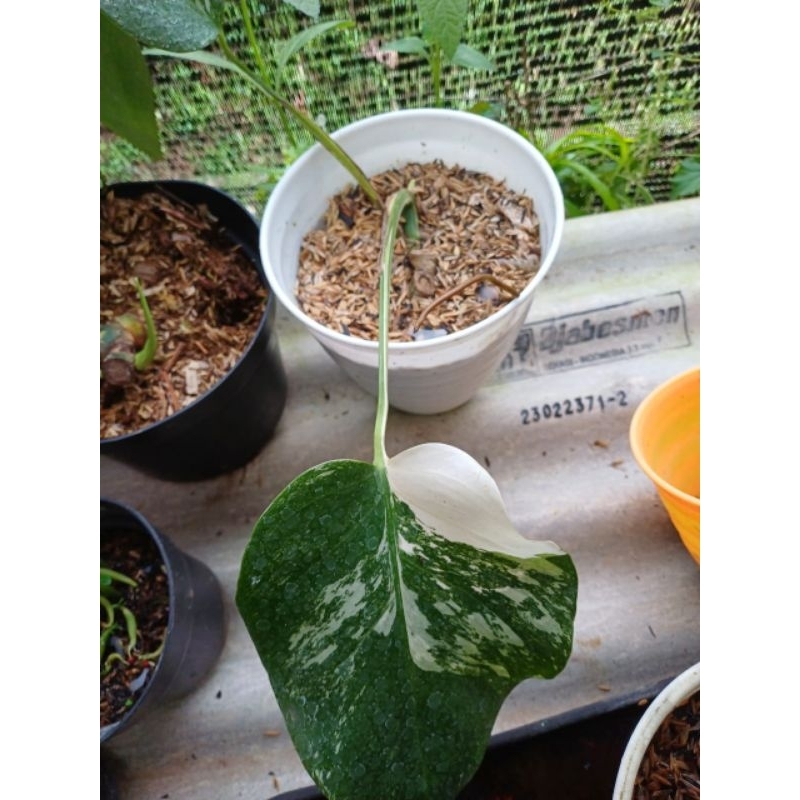 monstera varigata white tiger