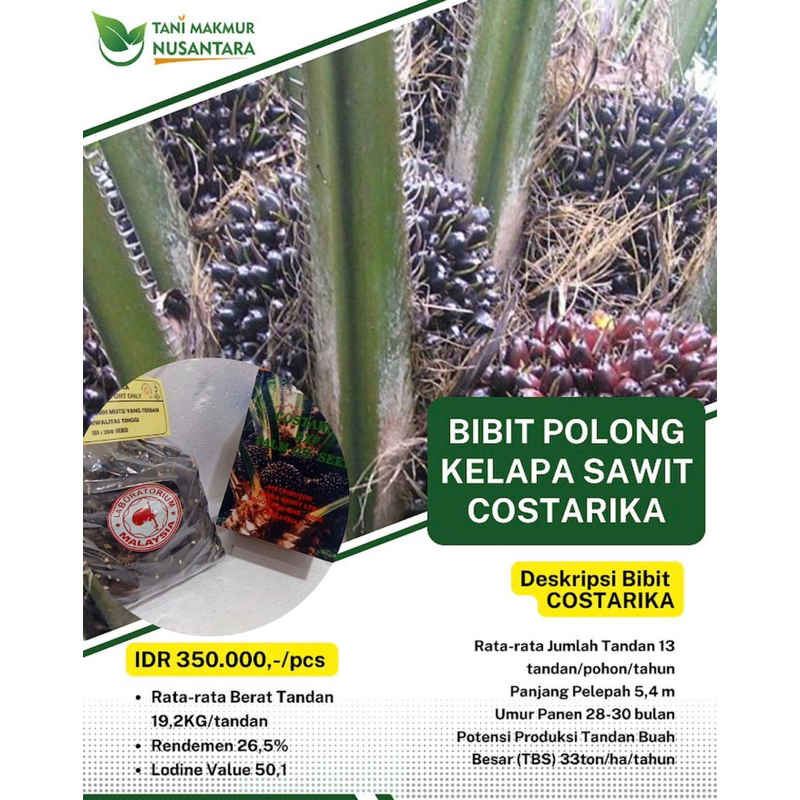 benih sawit costarika
