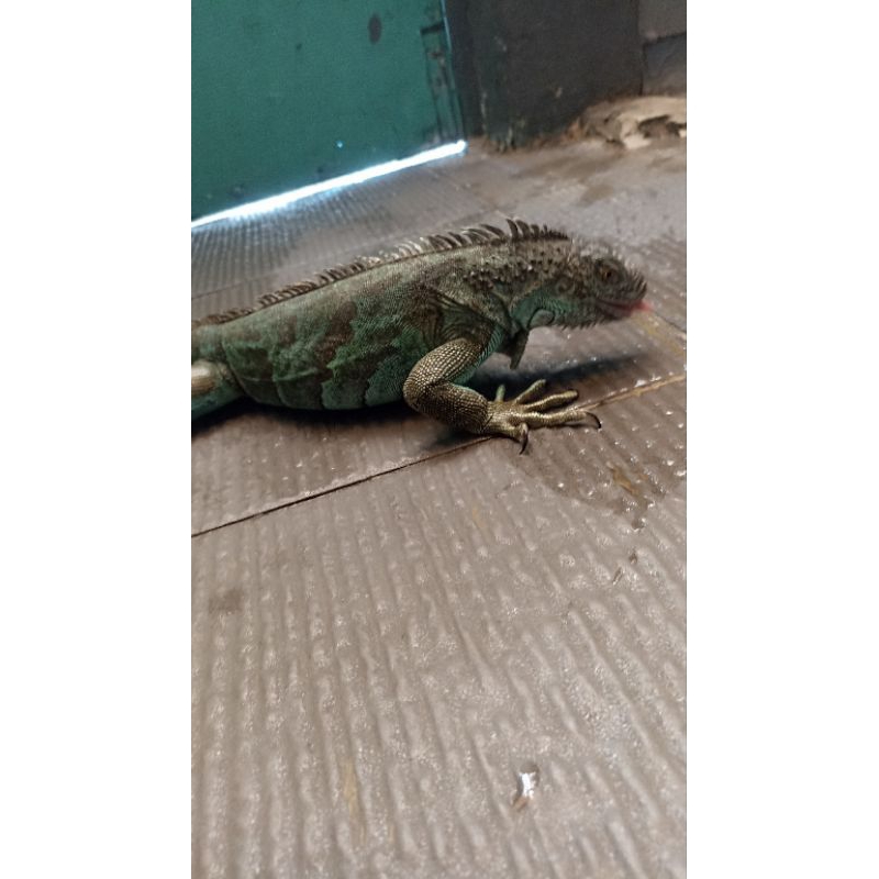 iguana blue betina 110cm iguana biru