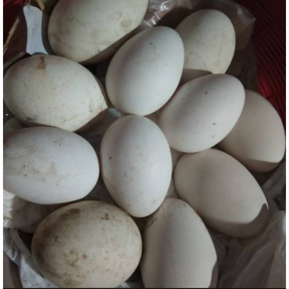 

READY telur angsa atau soang fresh