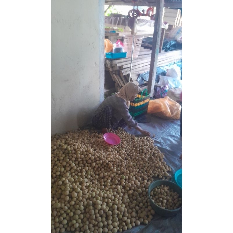 

duku komering asli oku selatan