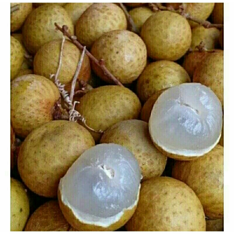 

Kelengkeng Super