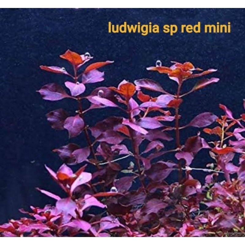 ludwigia sp red