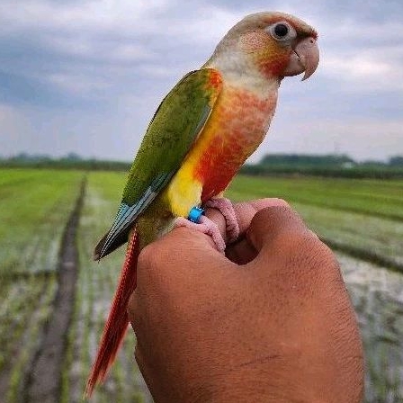 PINEAPPLE CONURE UNTUK MAINAN ANAK JINAK DAN SKIL FREE FLY AMAN