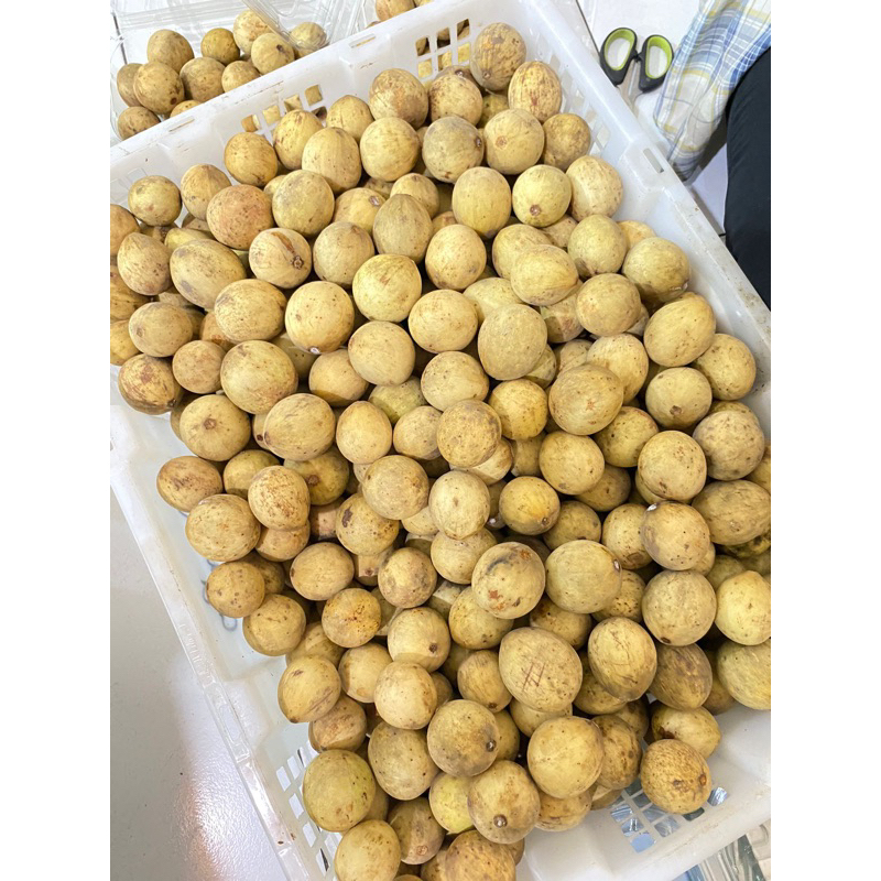

buah duku 500 gram