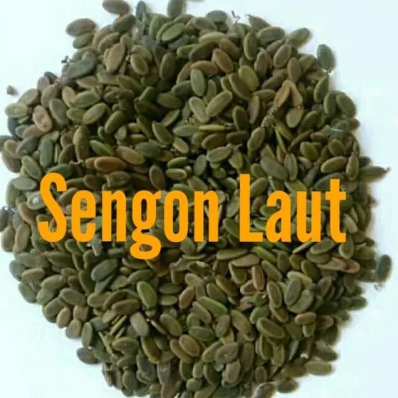 

( 1KG ) BIJI SENGON SUPER BERKUALITAS UNGGULAN