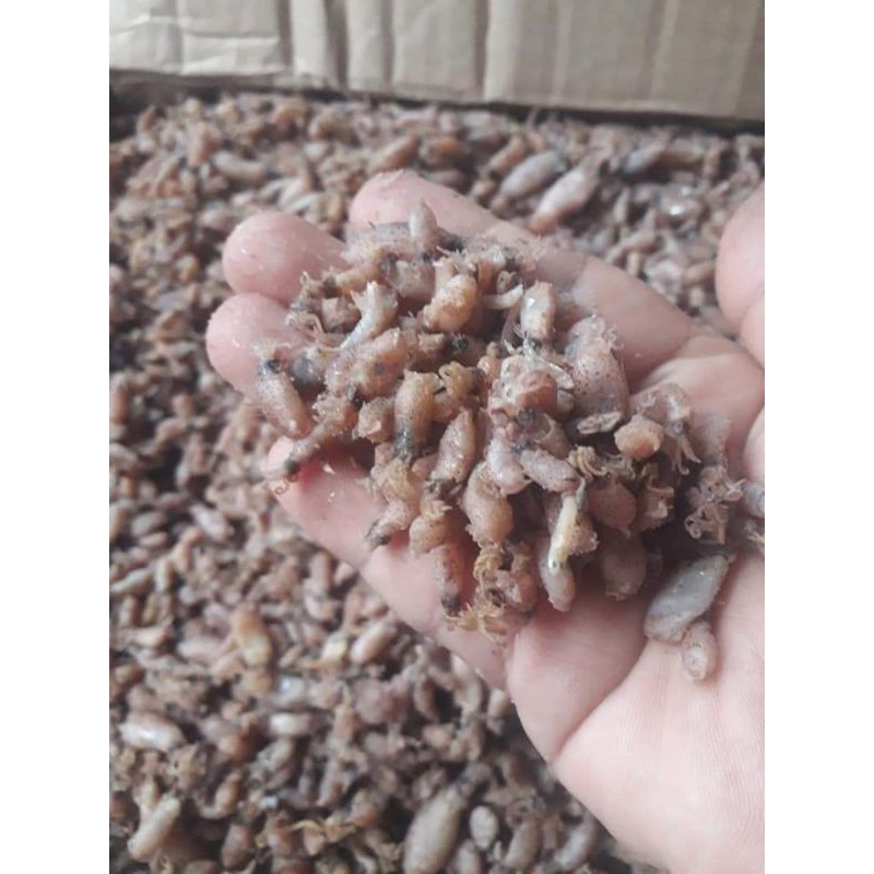 

baby cumi premium 500 gram