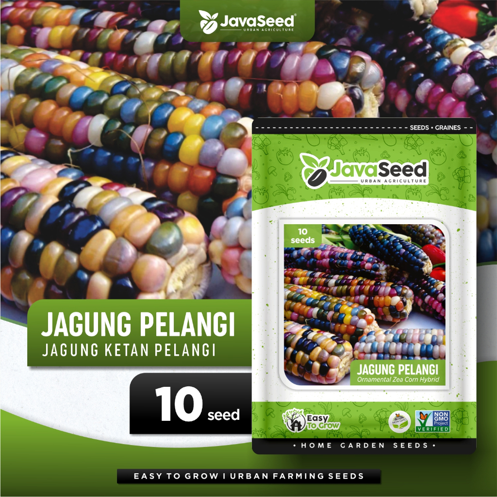 JAVASEED - Benih Jagung Pulut Pelangi Rainbow Hibrida 10 Benih