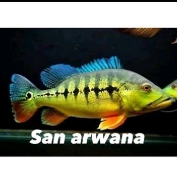 pbass intermedia pure peacock pbass tankmate