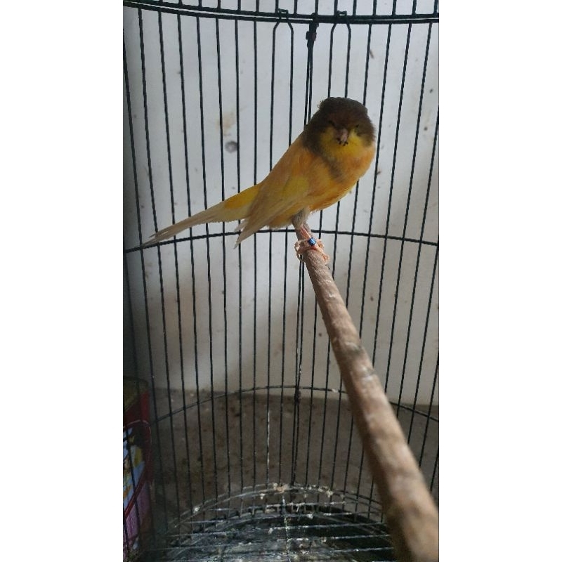 kenari yorkshire tkf 23 (Turki)