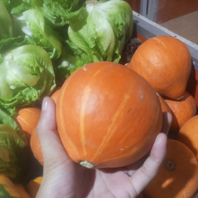

cabocaa(LABU JEPANG) per kg