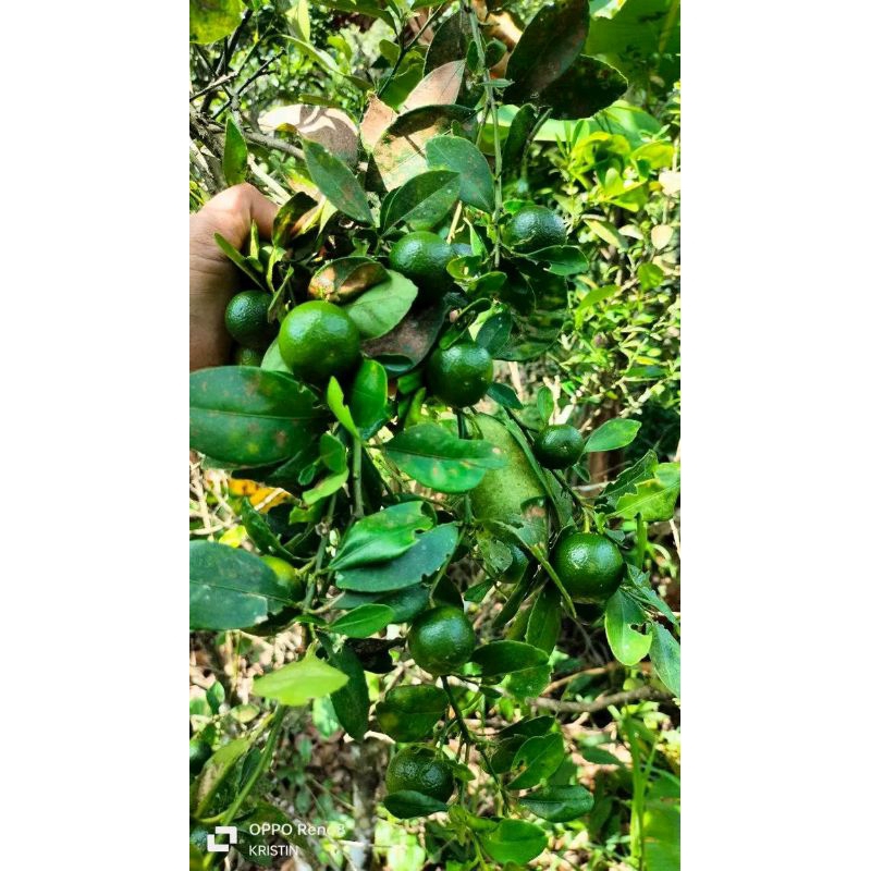 

1 Kg jeruk Kunci/Jeruk Kasturi