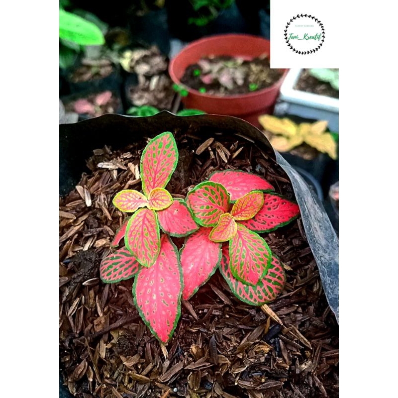 Fittonia Merah Import