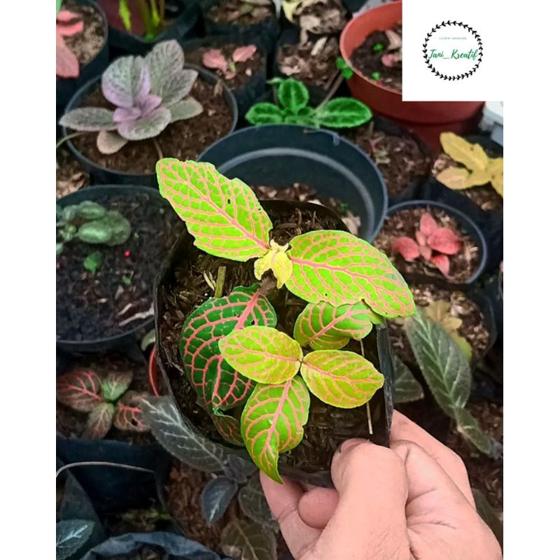 Fittonia Kuning