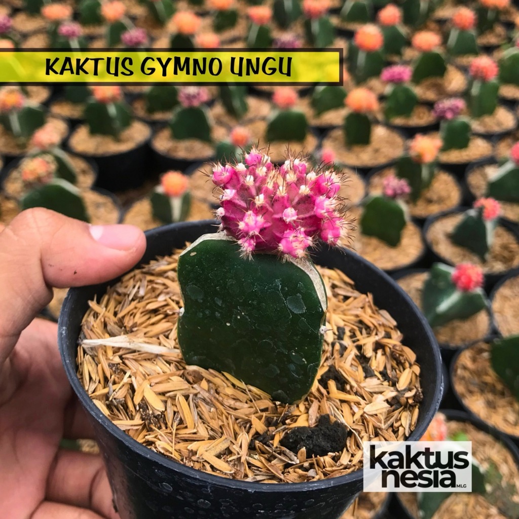 kaktus gymno ungu