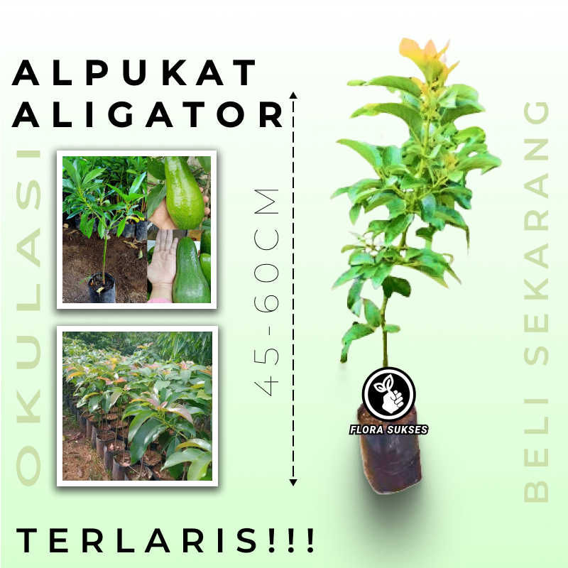 BIBT TANAMAN ALPUKAT ALIGATOR / POHON ALPUKAT ALIGATOR