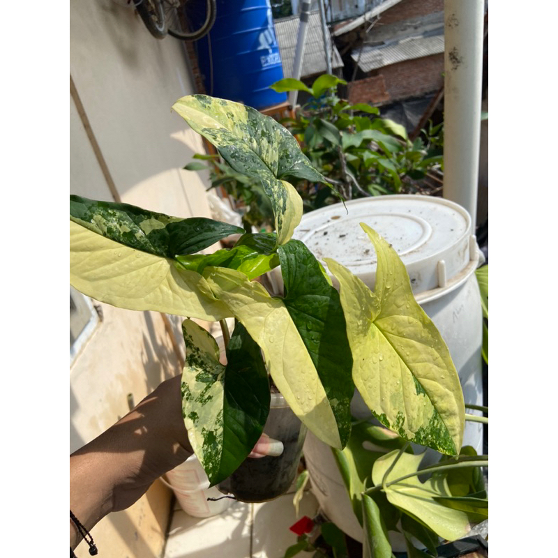 syngonium yellow var