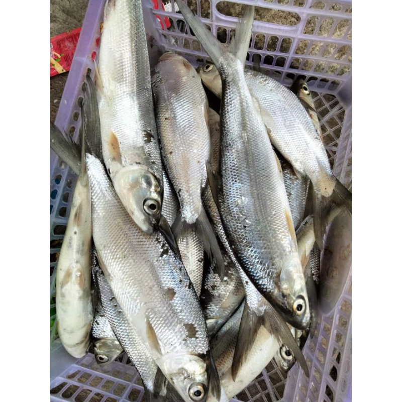 

ikan bandeng 1kilogram