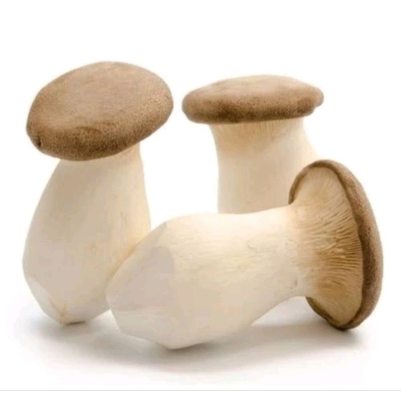 

JAMUR KING OSYTER PER PACK / MUSHROOM OSTER / JAMIN SEGAR