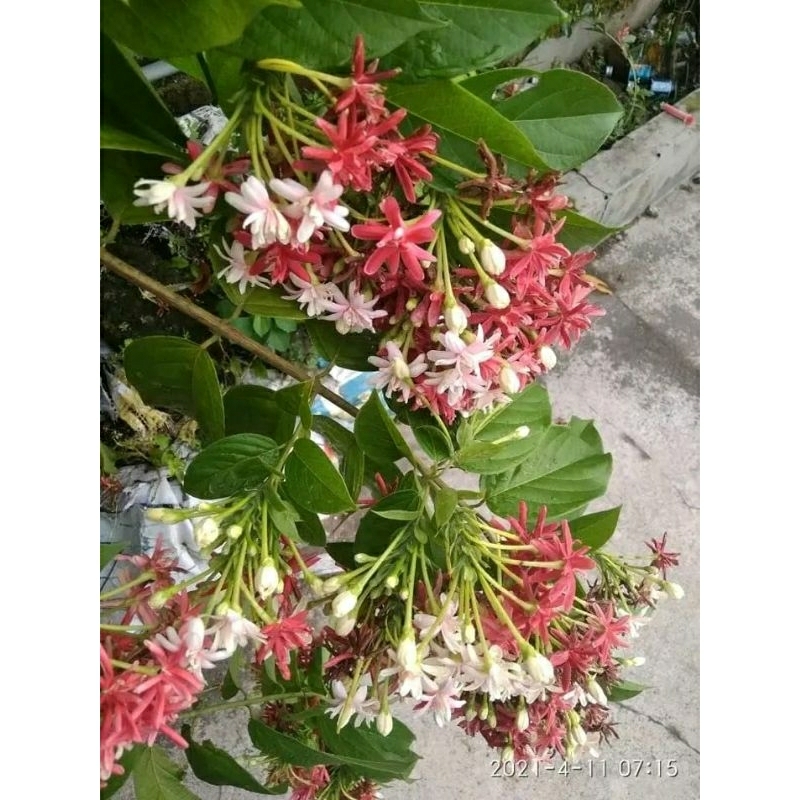 tanamam bunga wangi bunga melati belanda bunga tumpuk