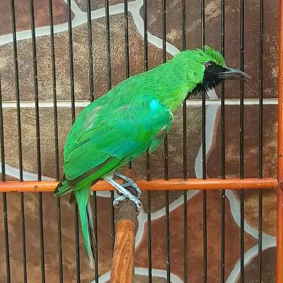 Burung cak ijo gacor an dorr harian siap gantangan fighter body big cucak hijau jadi