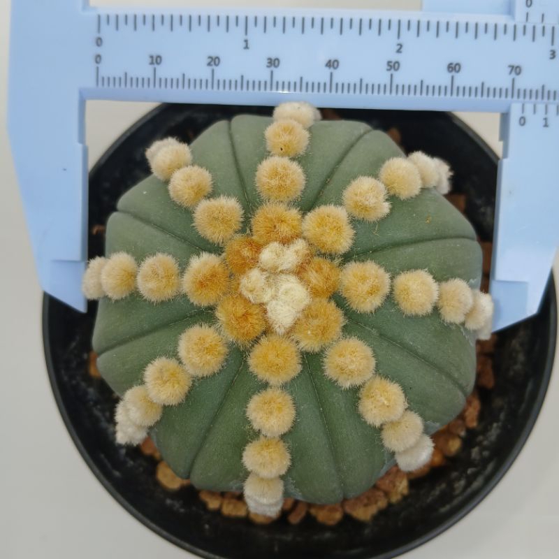 Astrophytum Oibo Rensei
