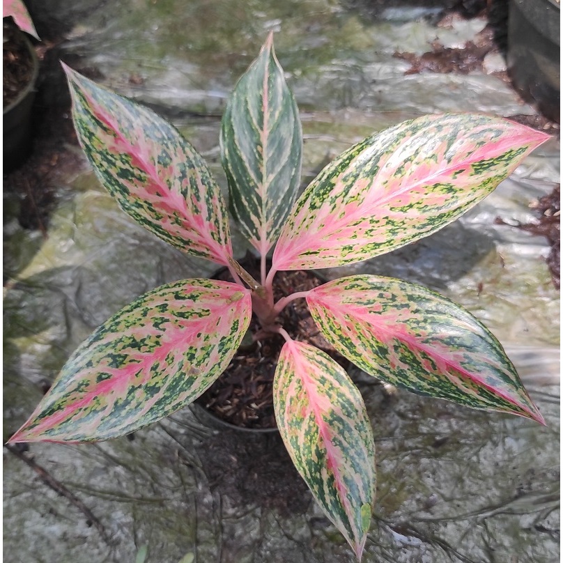 Tanaman Hias Aglonema Gatot Kaca / Aglaonema Gatot Koco