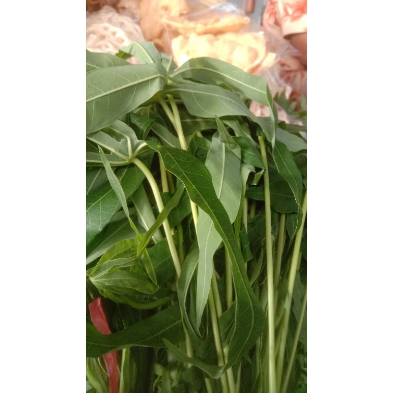

daun singkong segar