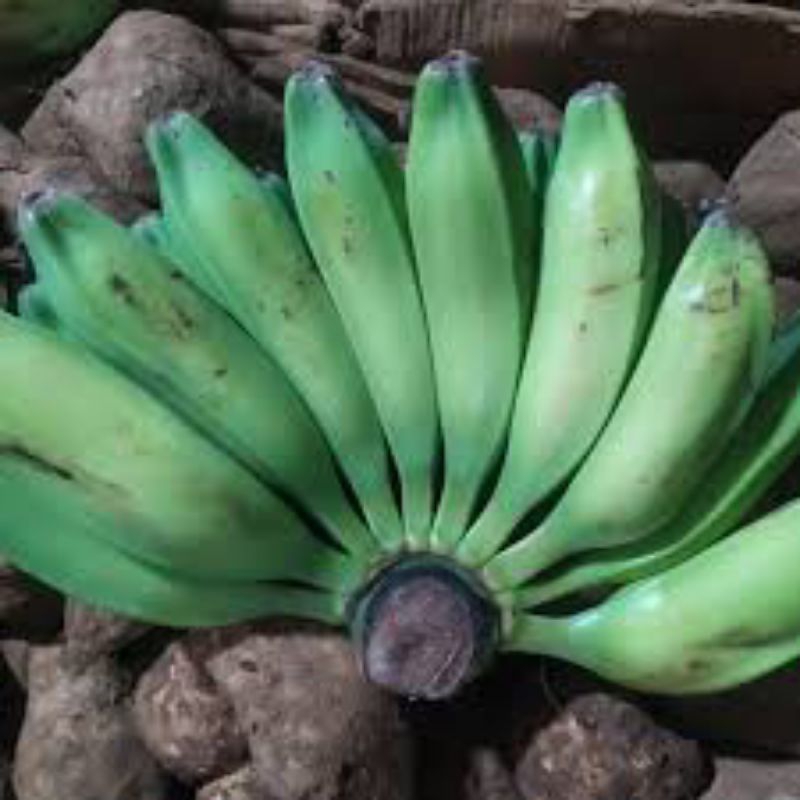 

jual pisang Manggala muda segar 1kg