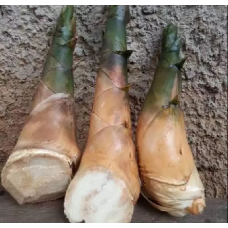 

REBUNG MUDA FRESS 1KG