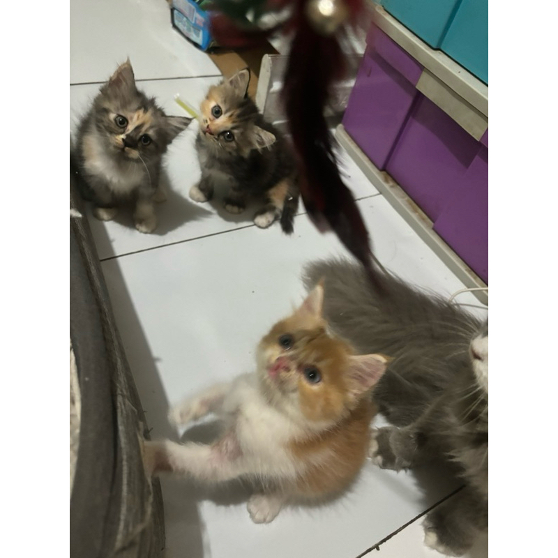 kitten persia jantan