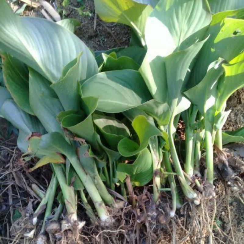 bibit ganyong putih mnim order 10 bibit