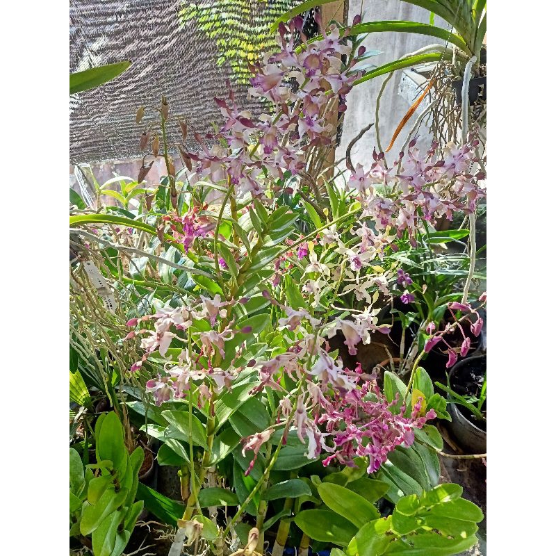 Dewasa Dendrobium keriting spike /knop (2)