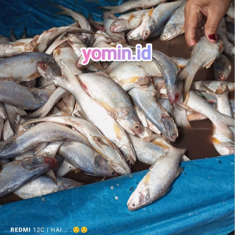 

Ikan Senangin 500gr