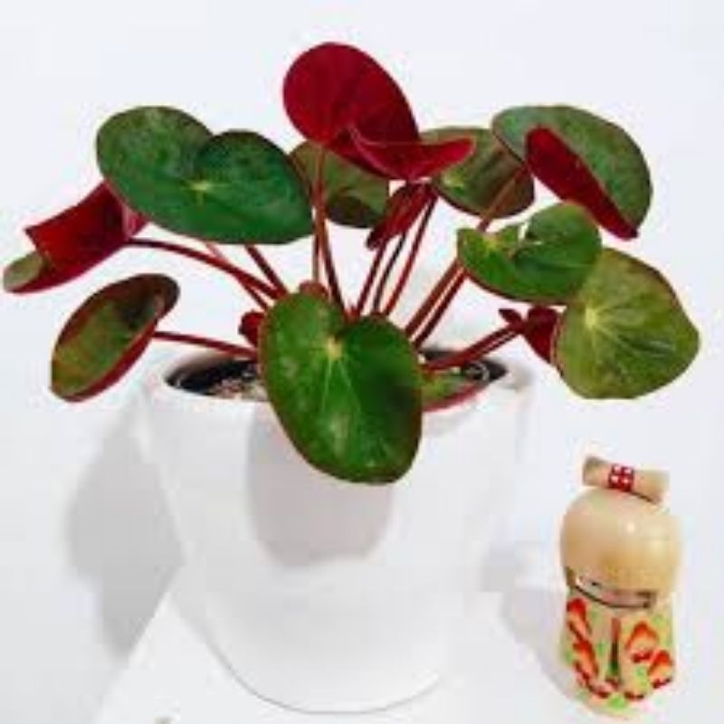 begonia karpet