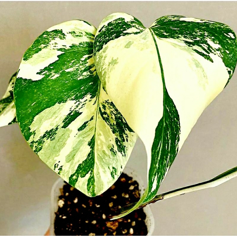 Monstera Varigata Holand satu daun pancing