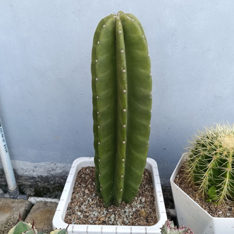 KAKTUS Koboi | Pot 25cm | TANAMAN HIAS