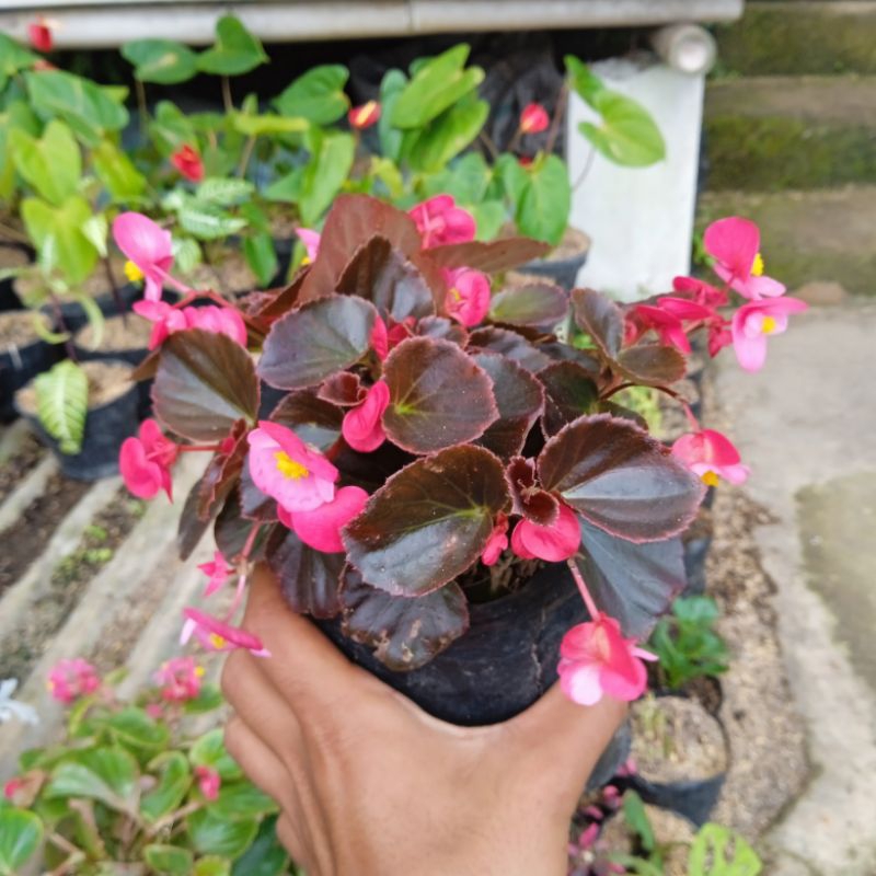 Begonia cuculata daun merah TANAMAN HIAS MURAH BEGONIA
