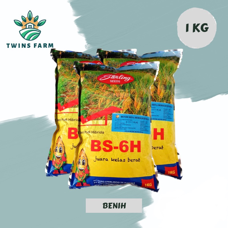 Benih Padi Hibrida BSHS 6H atau SL6 kemasan 1kg, juara kelas berat